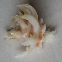 Babelomurex jeanneae  D'Attilio & B. W. Myers, 1984
